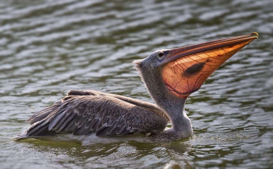Pelican Feeding Moment by C.S. Tjandra — canvas wall art