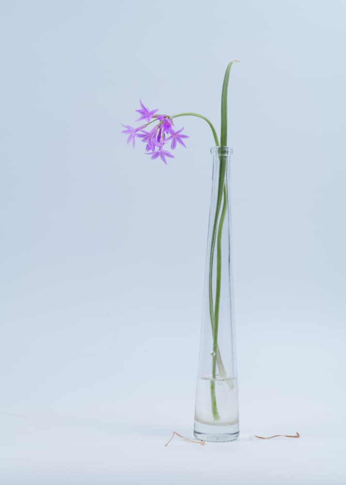 Elegant Purple Flower Study by FranzStaab — canvas wall art