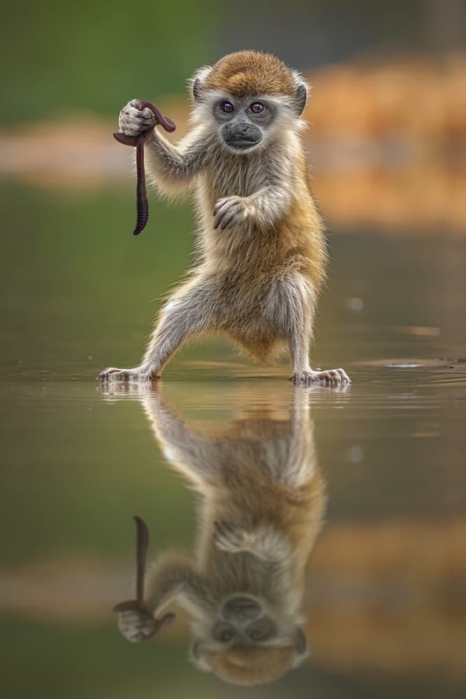 Curious Monkey Reflection by Marcel Egger — canvas wall art