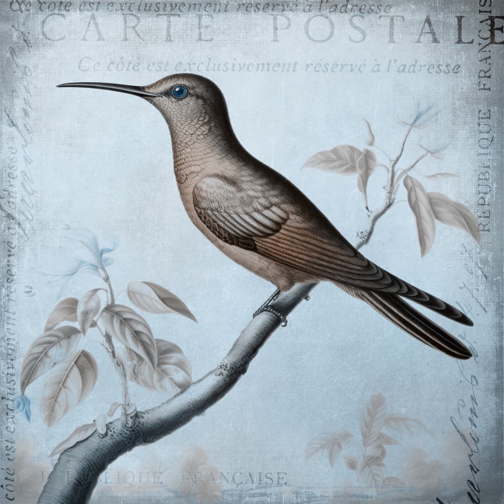 Vintage French Hummingbird by Andrea Haase — canvas wall art