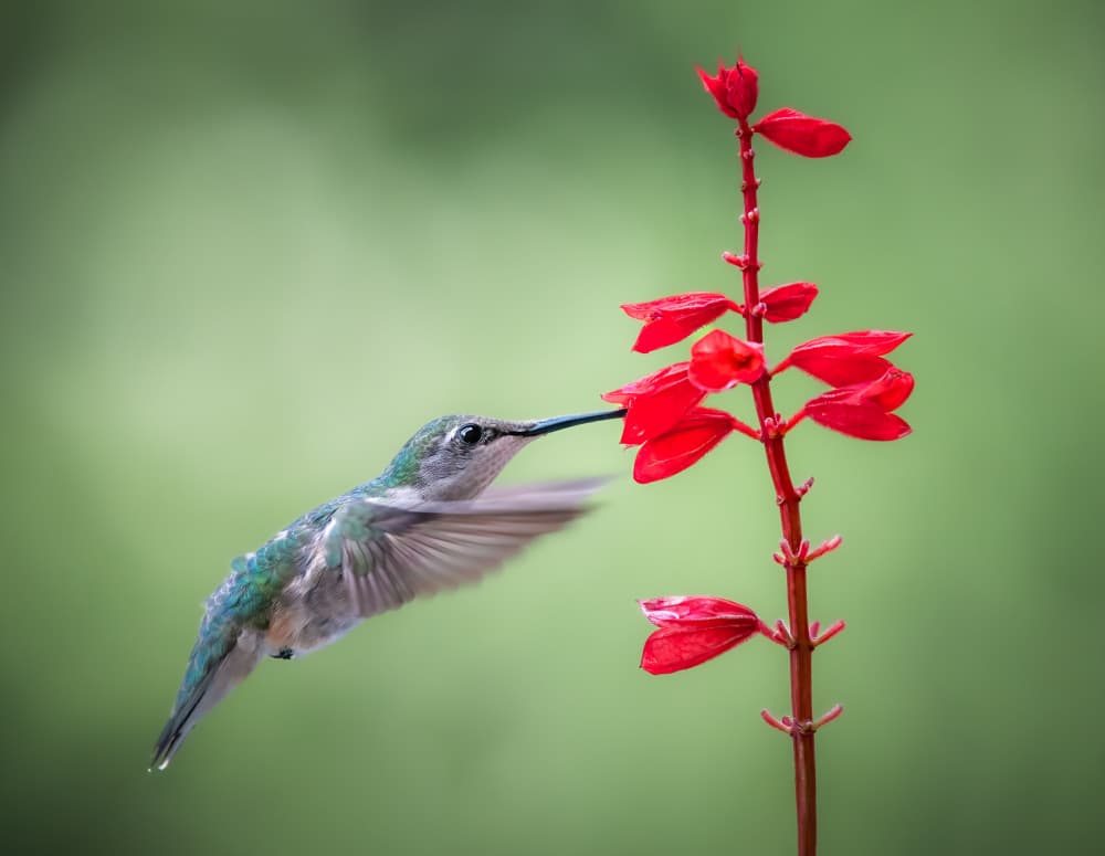 Hummingbird Feeds Red Flower by Atul Saluja — canvas wall art