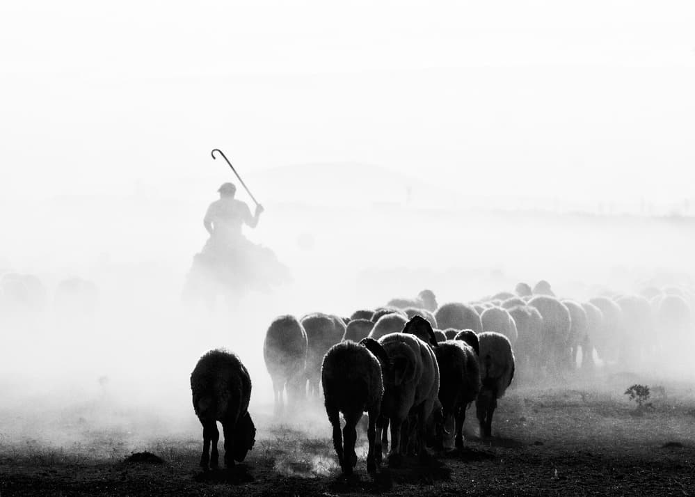 Misty Shepherd Flock by Feyzullah Tunç — canvas wall art