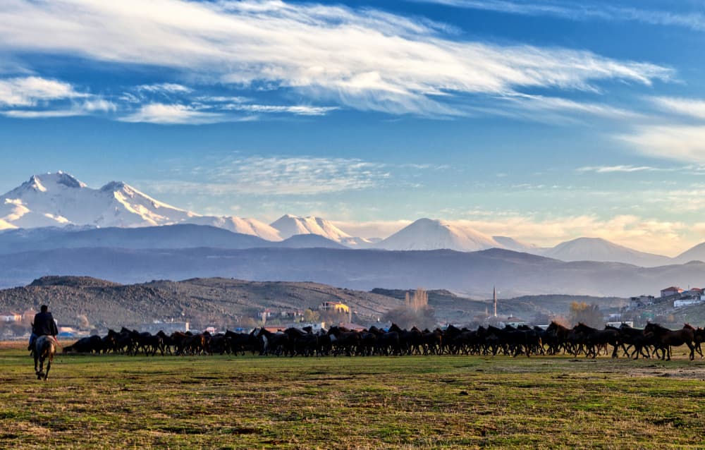 Wild Horses Mountain Run by Merthan Kortan — canvas wall art