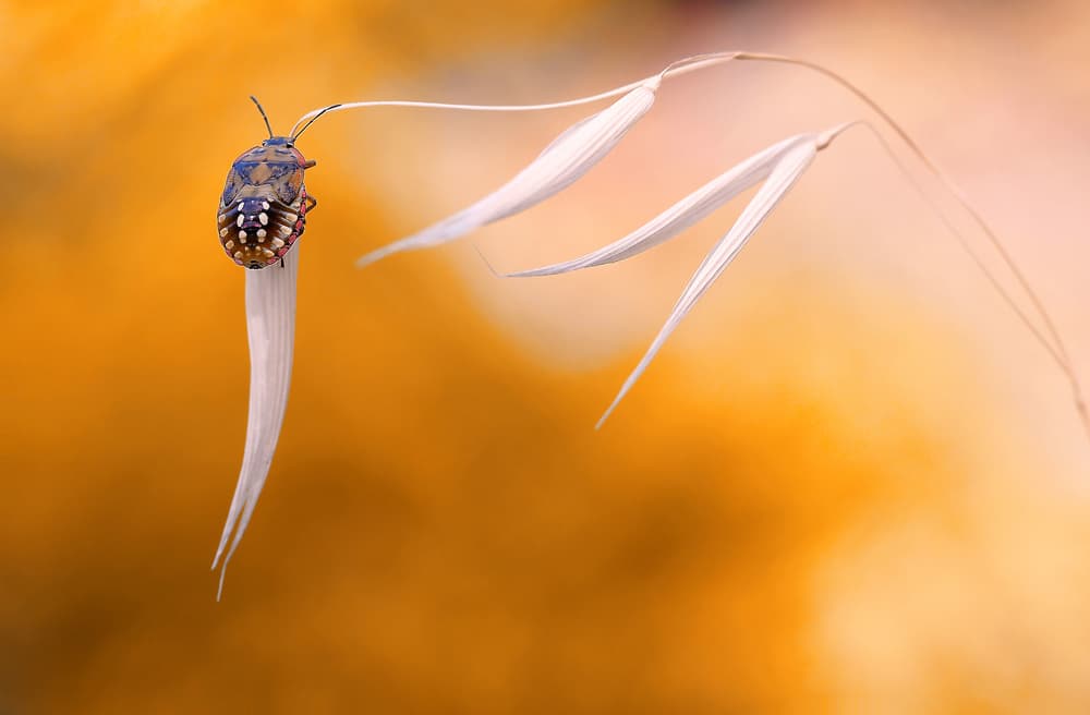 Golden Hour Insect by Thierry Dufour — canvas wall art