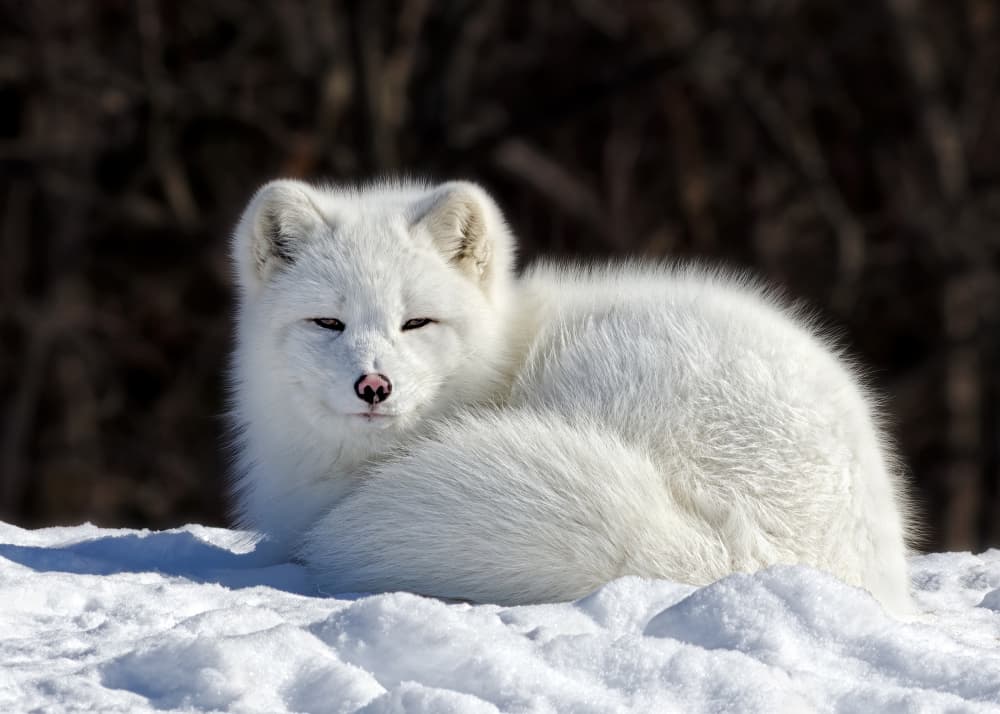 Relaxed Arctic Fox by Lucie Gagnon — canvas wall art