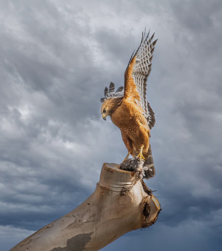 Powerful Hawk Perch by Allen SDCA — canvas wall art