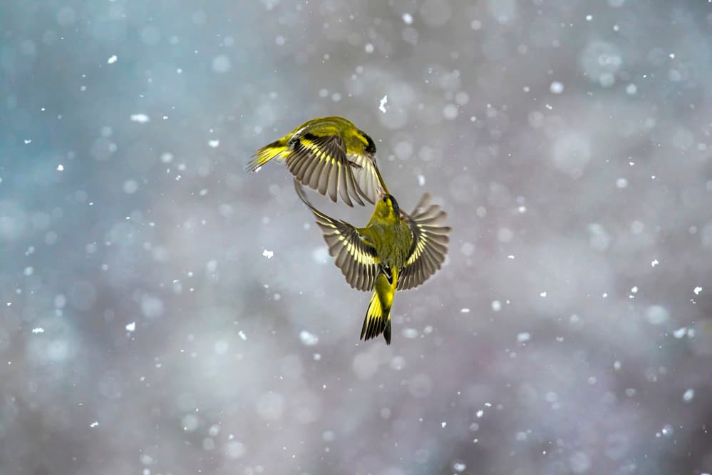 Green Birds Winter Flight by Marco Redaelli — canvas wall art