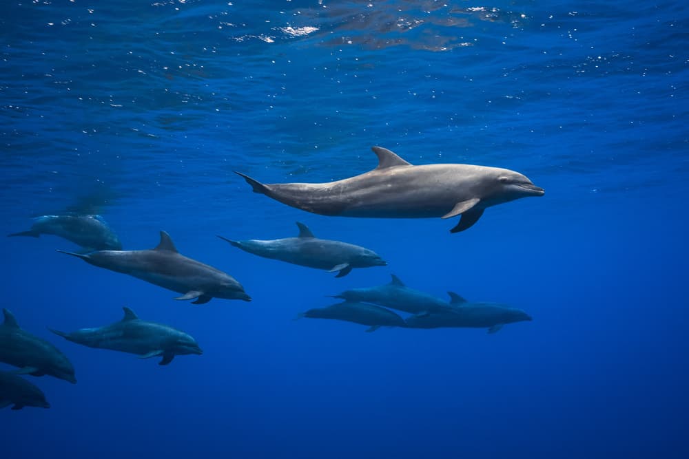 Dolphins Swim Together by Barathieu Gabriel — canvas wall art