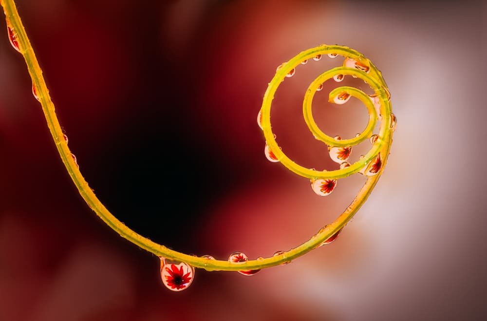 Reflected Bloom Spiral by Ben.C.L — canvas wall art