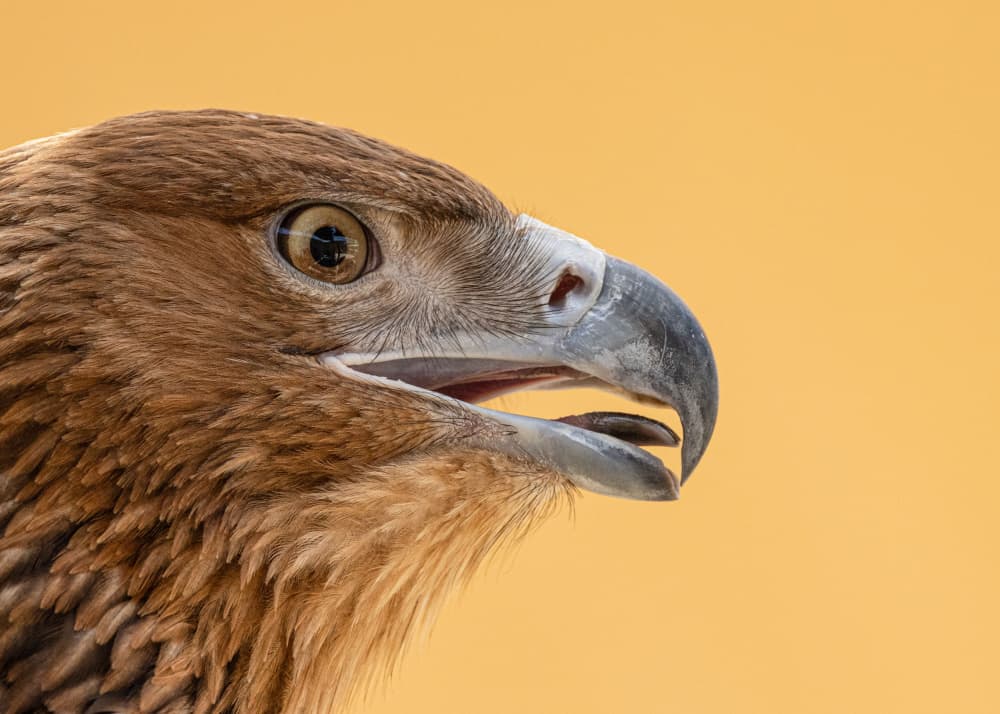 Golden Eagle Profile by Hamza Qarooni — canvas wall art