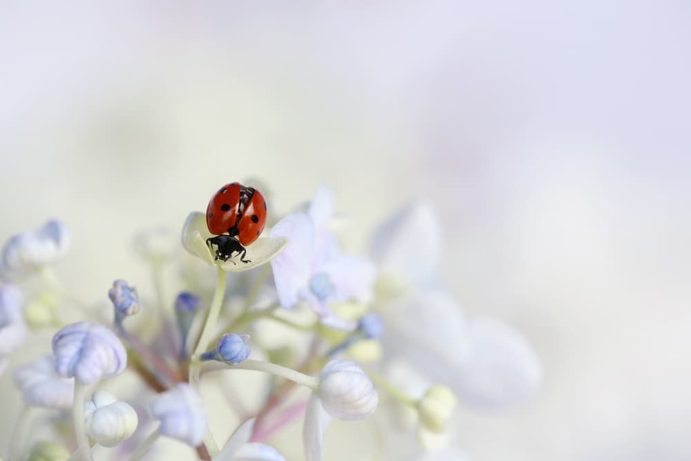 Ladybug On Soft Hydrangea by Ellen van Deelen — canvas wall art