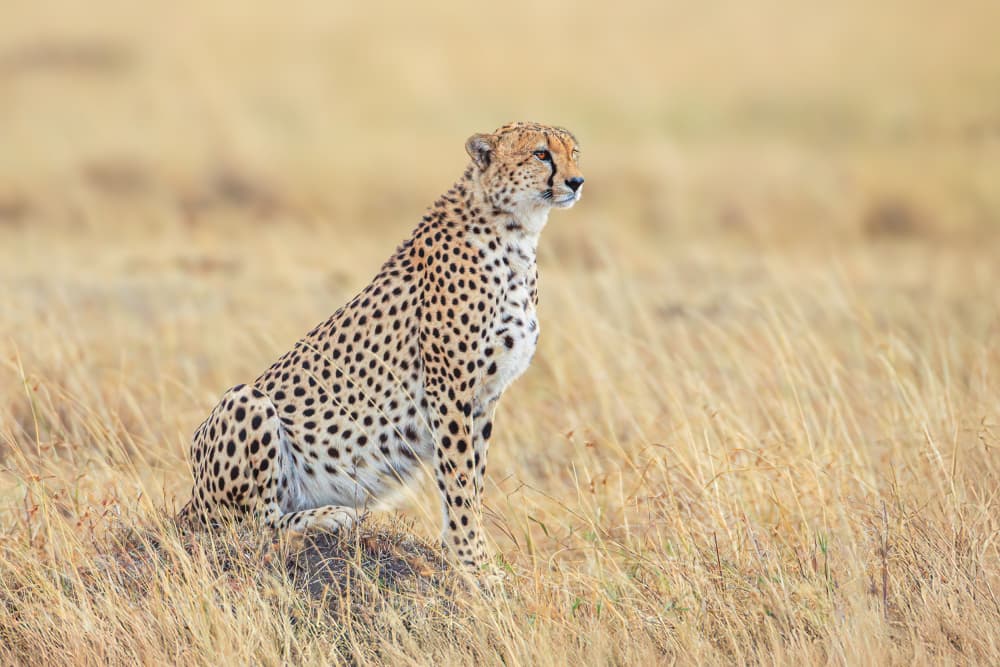 Watchful African Cheetah by Jeffrey C. Sink — canvas wall art