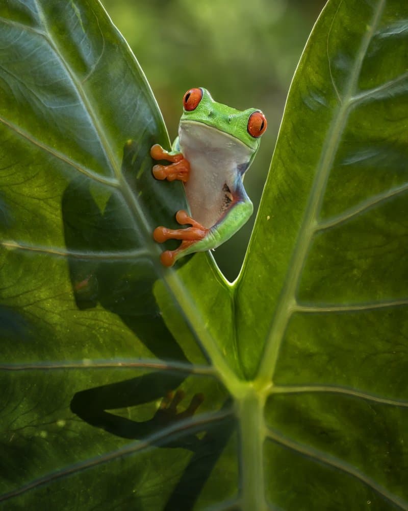 Red-Eyed Frog Peeking by Tantoyensen — canvas wall art