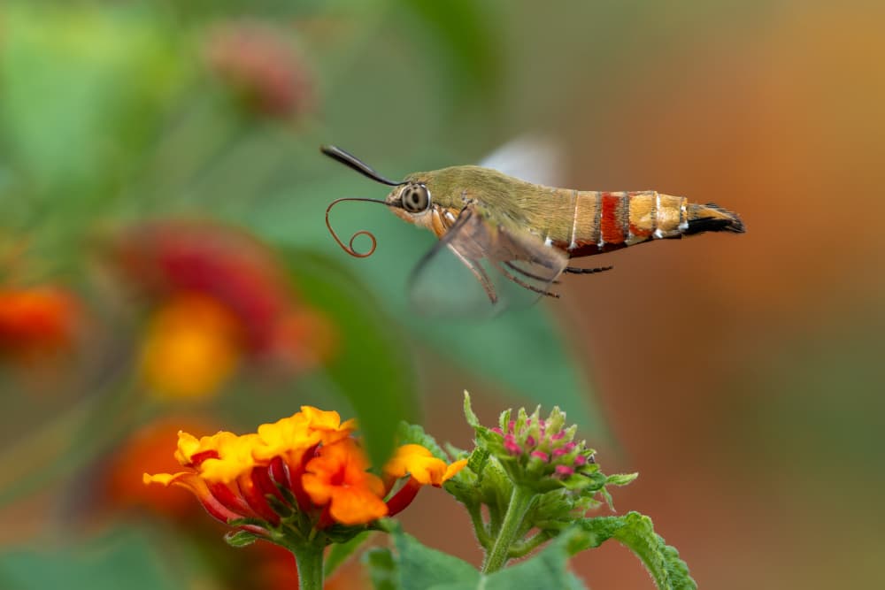 Hummingbird Moth in Flight by HuongHoang — canvas wall art