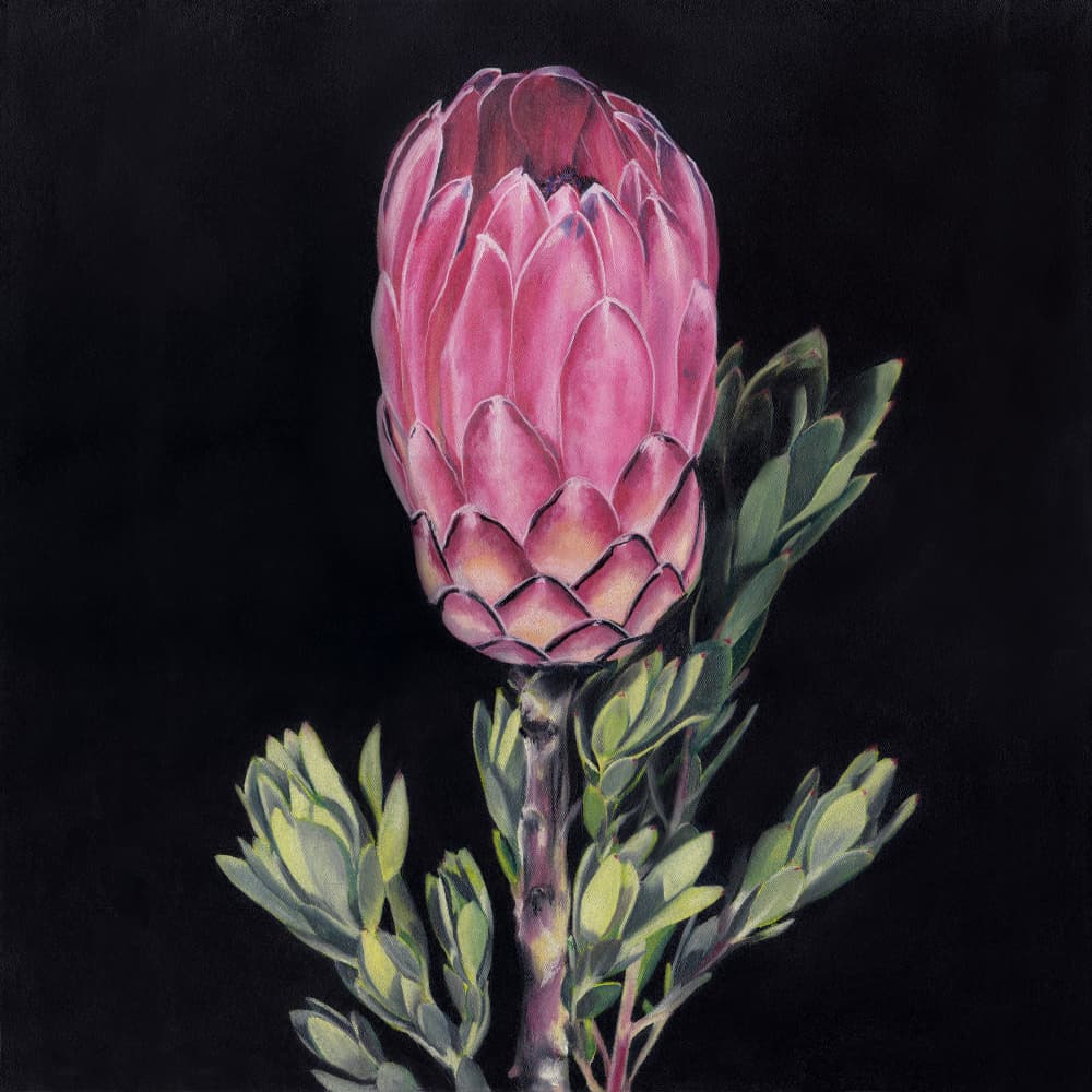 Striking Pink Protea by Viccy Wanliss — canvas wall art