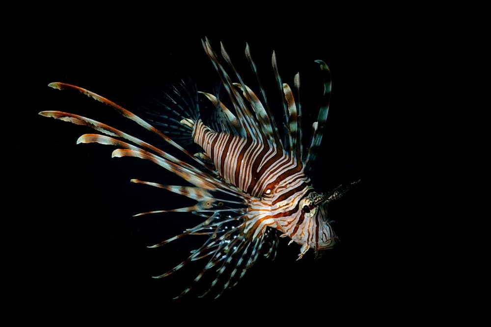 Regal Lionfish Portrait by Serge Melesan — canvas wall art