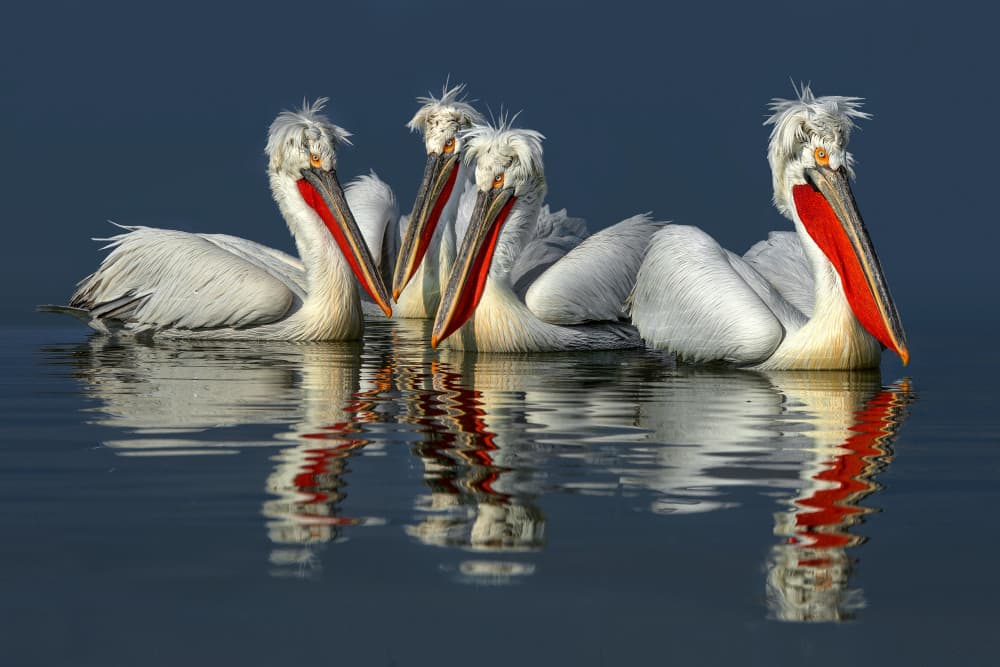 Graceful Pelicans Reflecting by Xavier Ortega — canvas wall art