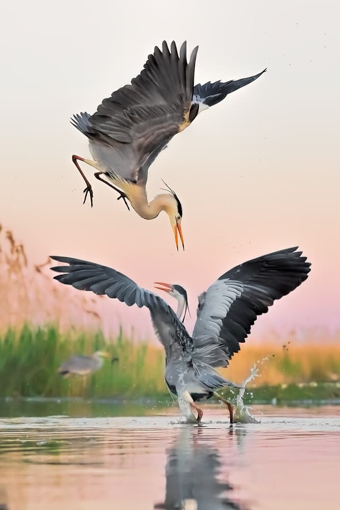 Herons Sunset Splash by Jun Zuo — canvas wall art