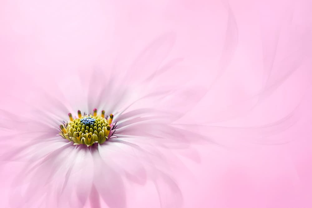 Dreamy Pink Flower by Jacky Parker — canvas wall art