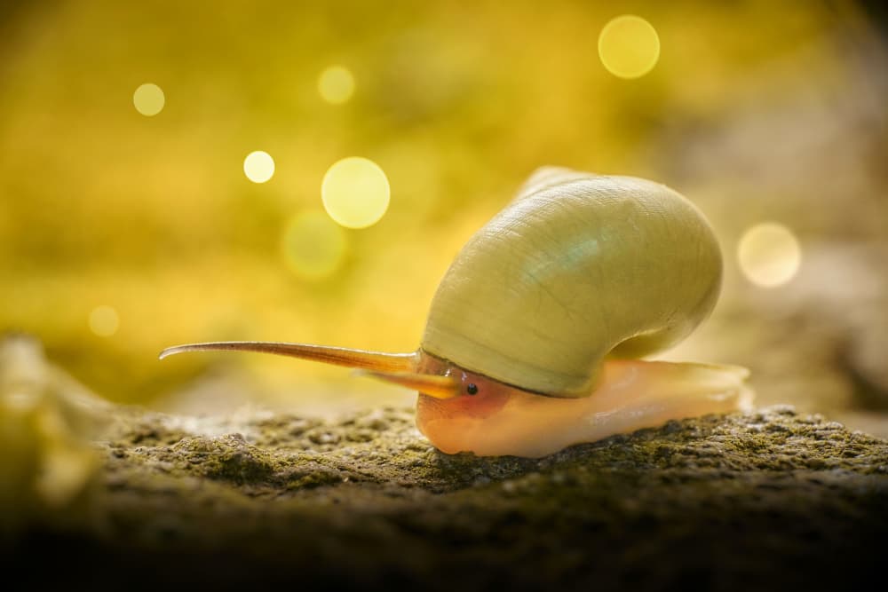 Golden Snail Dream by MingLun Tsai (蔡明倫) — canvas wall art