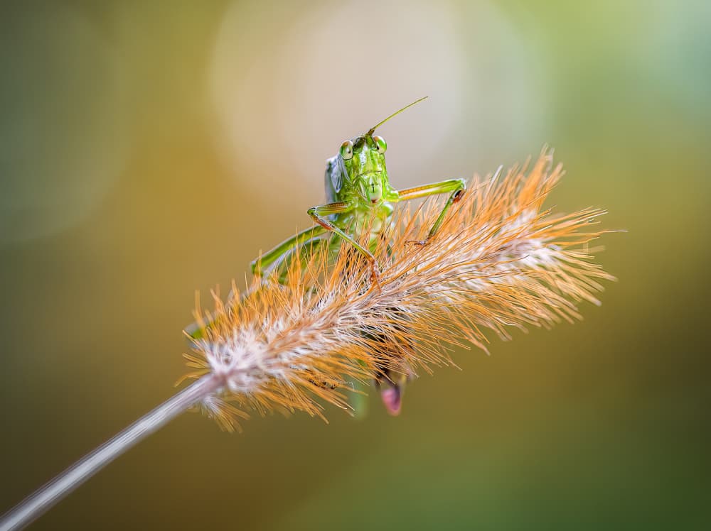 Vibrant Green Grasshopper by Atul Saluja — canvas wall art