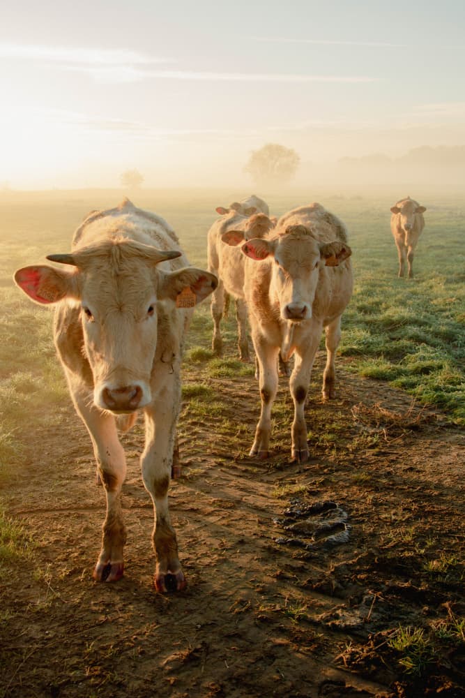 Misty Morning Cows by Anke Sol — canvas wall art
