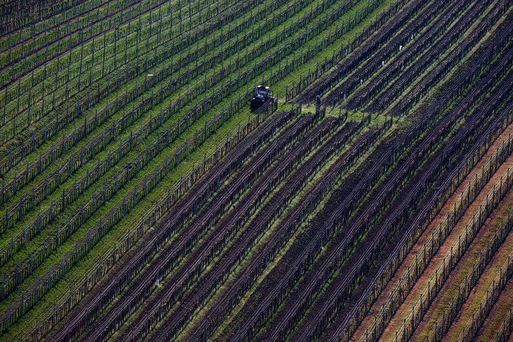 Tractor in Vineyard Rows by Clas Gustafson PRO — canvas wall art