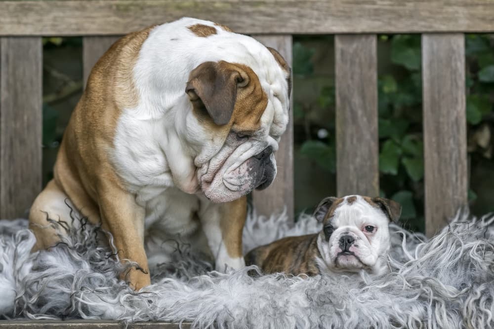 Cozy Bulldog Family by Gert van den Bosch — canvas wall art