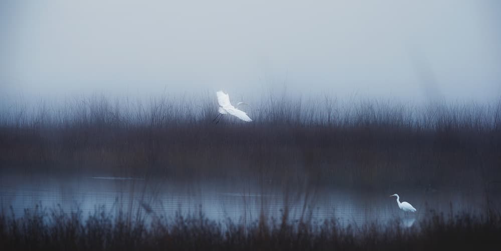 Misty Marsh Egrets by swapnil deshpande — canvas wall art