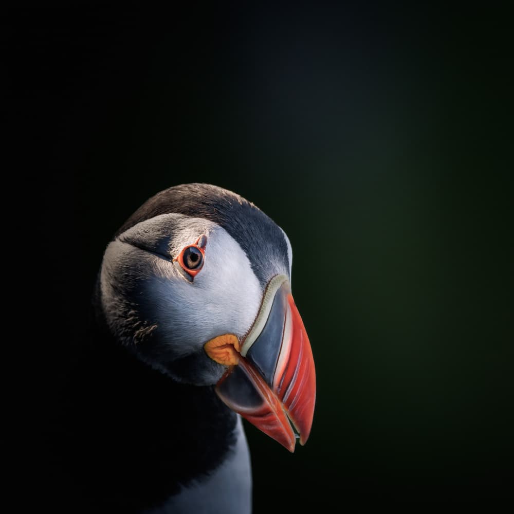 Striking Puffin Portrait by Magnus Renmyr — canvas wall art