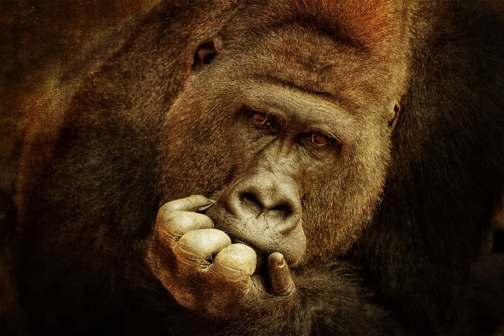 Deep Thought Gorilla by Antje Wenner-Braun — canvas wall art