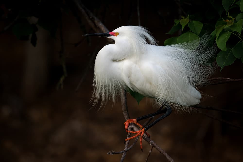 Graceful Snowy Egret by David H Yang — canvas wall art