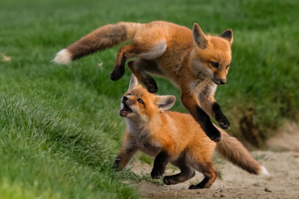 Playful Fox Kits by DonnaHom APA — canvas wall art