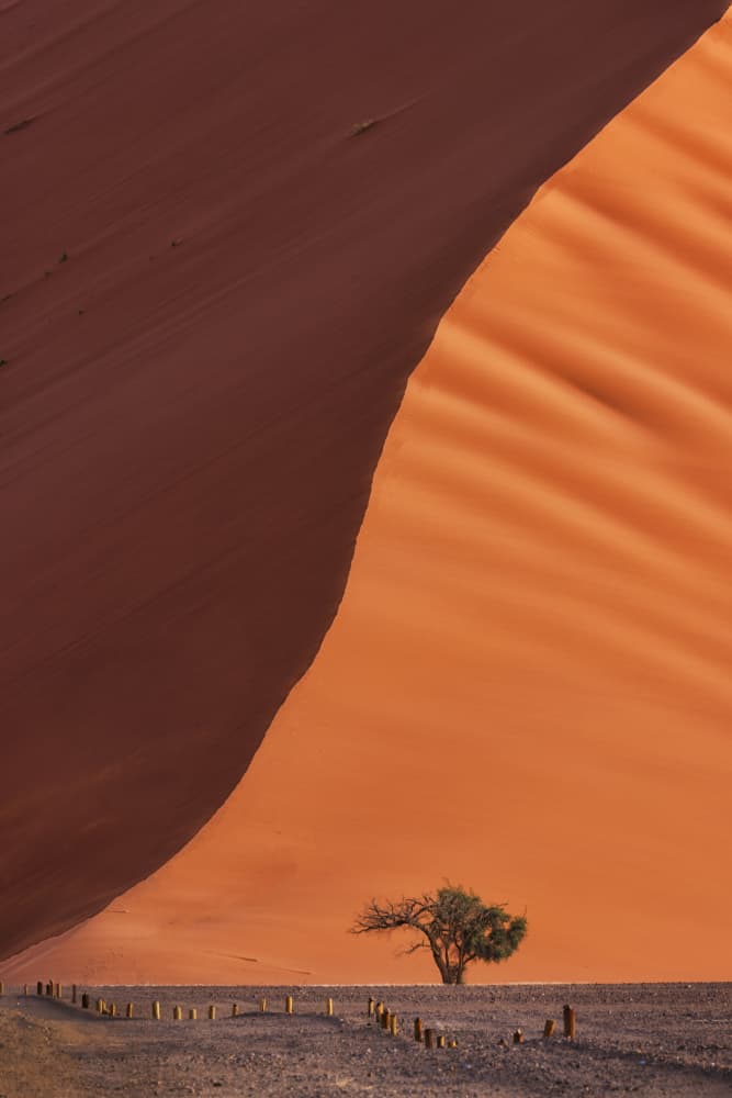 Orange Sand Dune Tree by Michael Zheng — canvas wall art