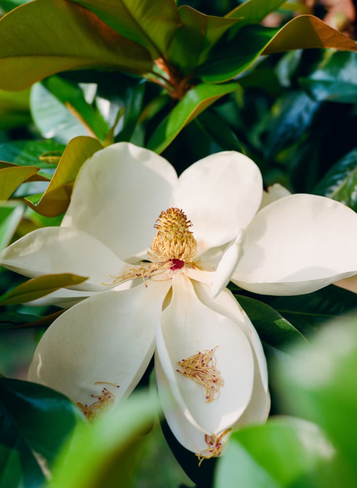 White Magnolia Bloom by Bethany Young — canvas wall art