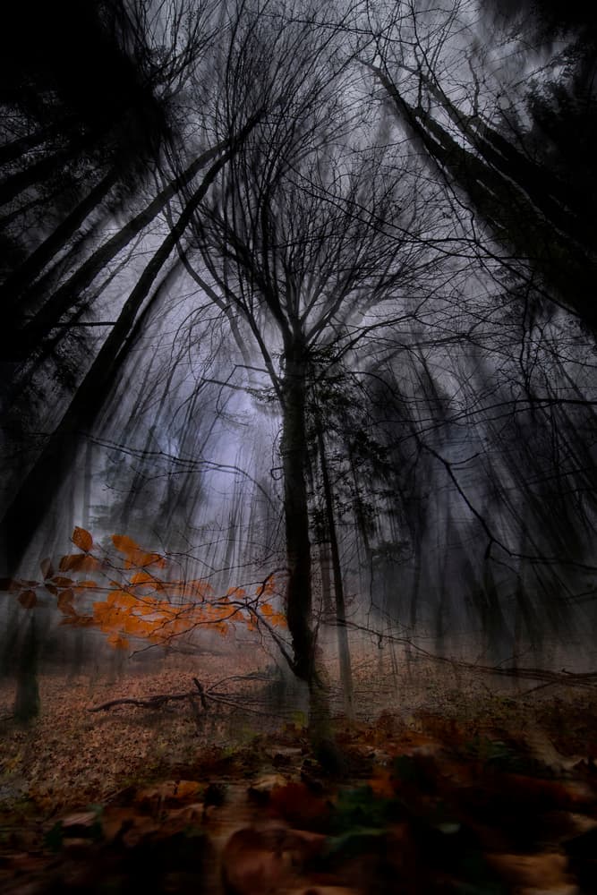 Dark Forest Autumn Leaves by Milan Malovrh — canvas wall art