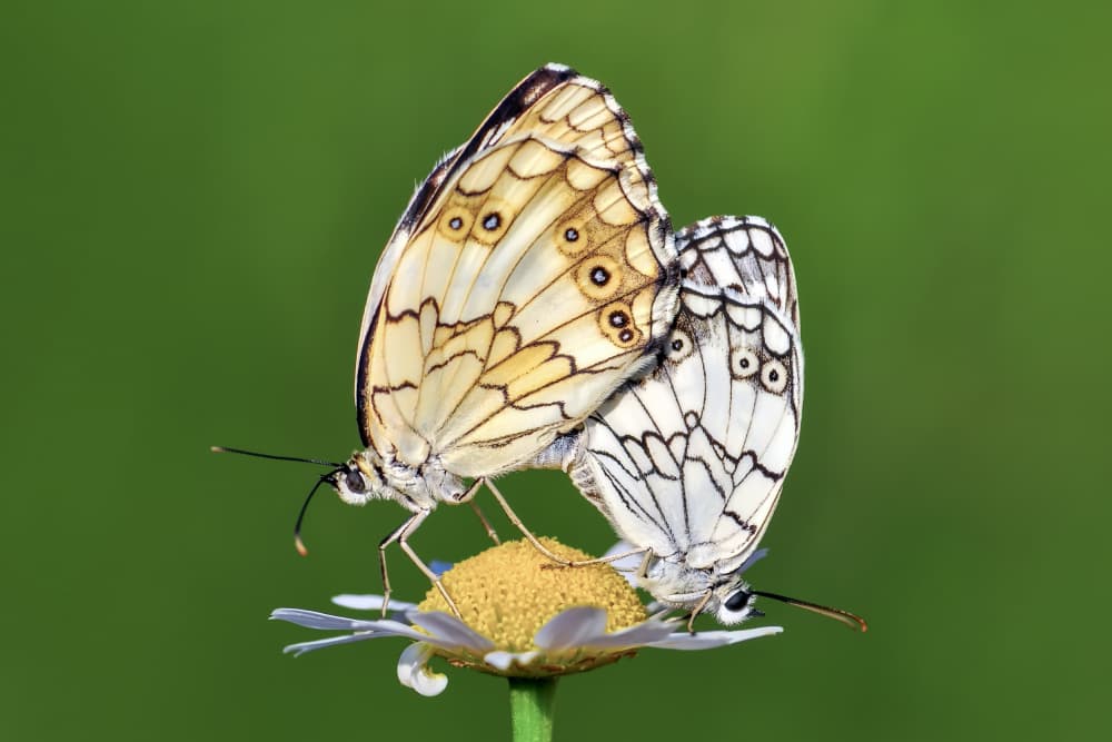 Two Butterflies Pairing by Mustafa öztürk — canvas wall art