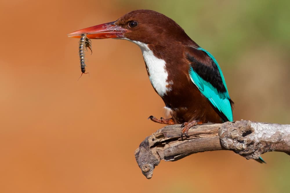 Kingfisher's Fresh Catch by David Manusevich — canvas wall art