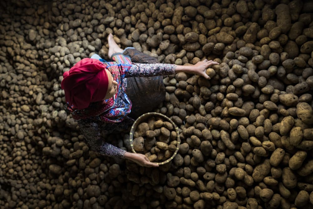 Woman Sorting Potatoes by Arief Siswandhono — canvas wall art