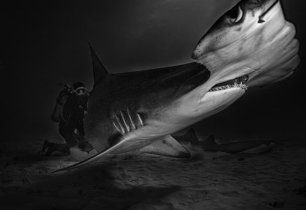 Hammerhead Diver Encounter by Jennifer Lu — canvas wall art