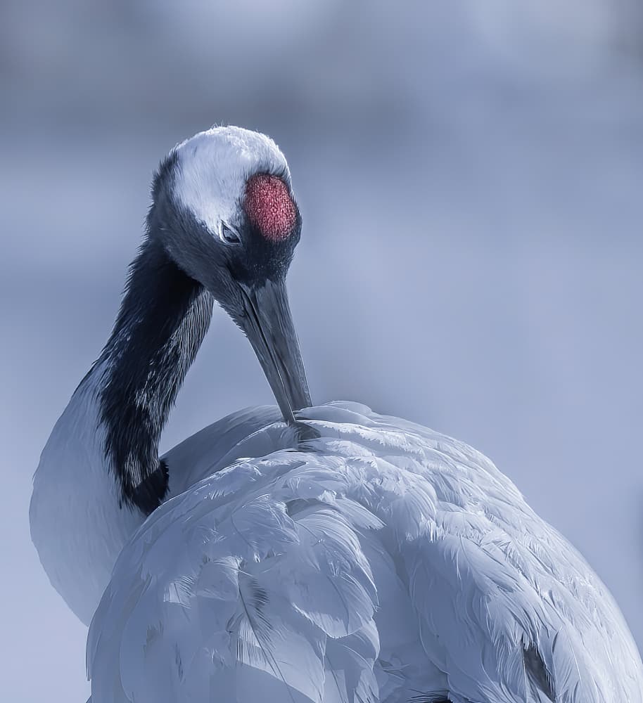 Red-Crowned Crane Preening by Judy Tseng — canvas wall art