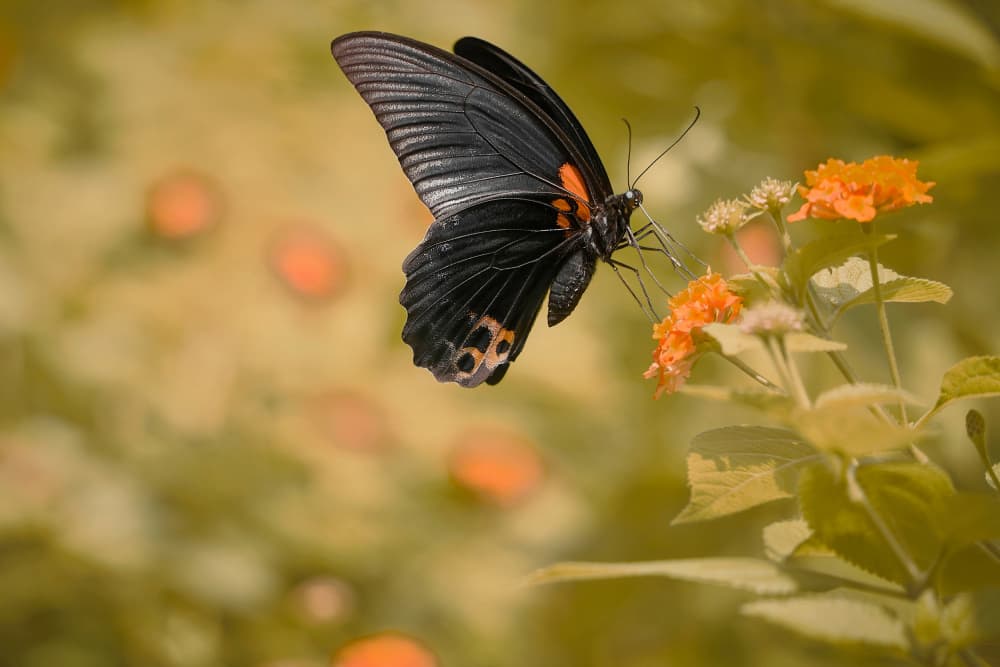 Black Butterfly on Orange Blooms by MingLun Tsai (蔡明倫) — canvas wall art