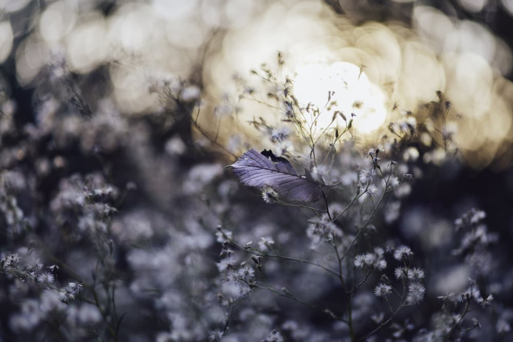 Delicate Leaf Glow by Javier Pardina — canvas wall art