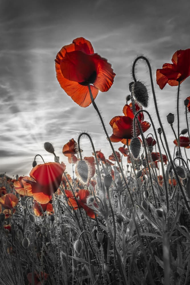 Sunlit Red Poppies by Melanie Viola — canvas wall art