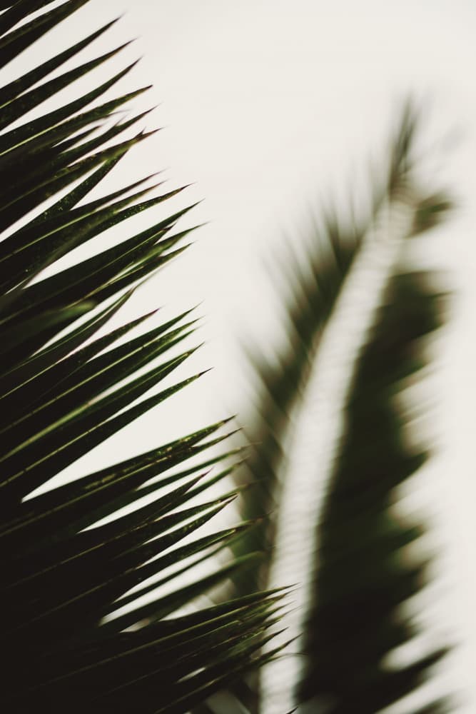 Bright Palm Fronds by Tim Mossholder — canvas wall art