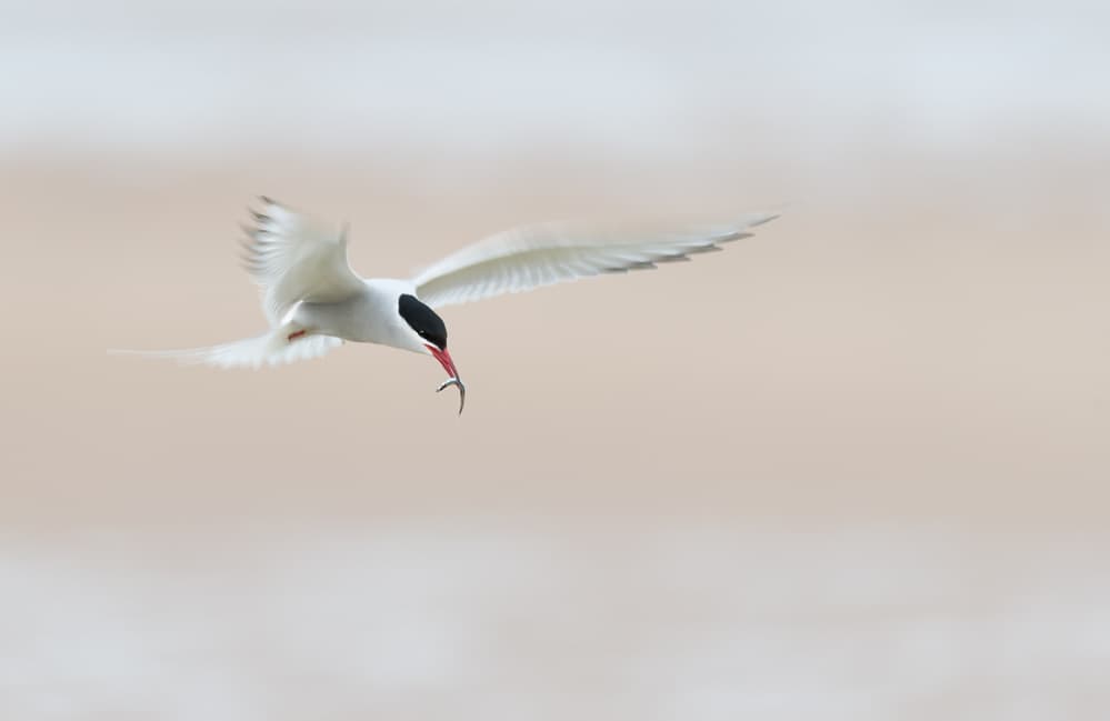 Arctic Tern Catches Fish by Els Keurlinckx — canvas wall art