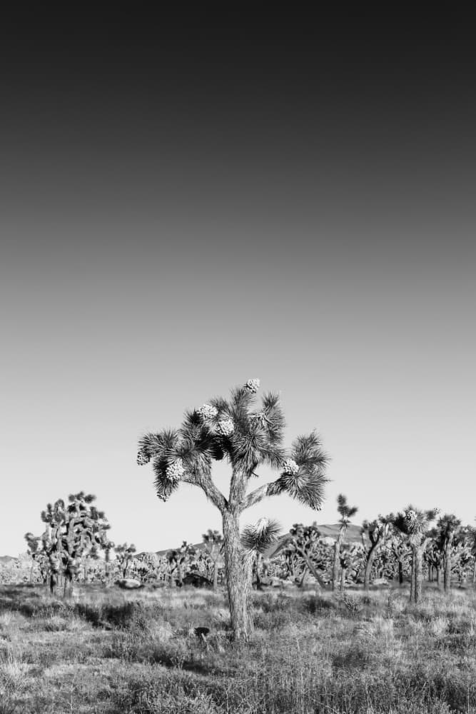 Joshua Tree Desert Landscape by Melanie Viola — canvas wall art