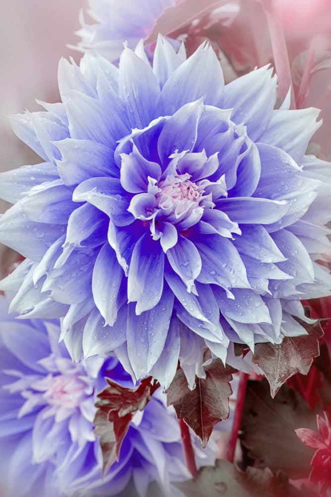 Dreamy Lilac Dahlia by Jacky Parker — canvas wall art