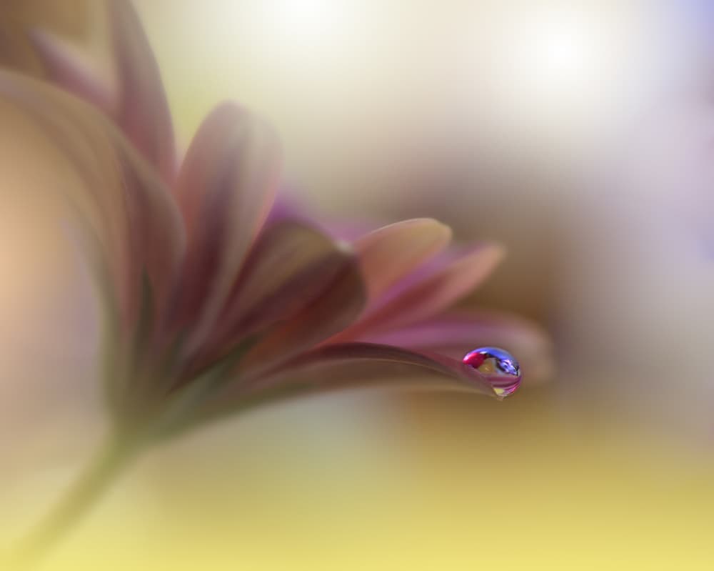 Petal's Shimmering Drop by Juliana Nan — canvas wall art