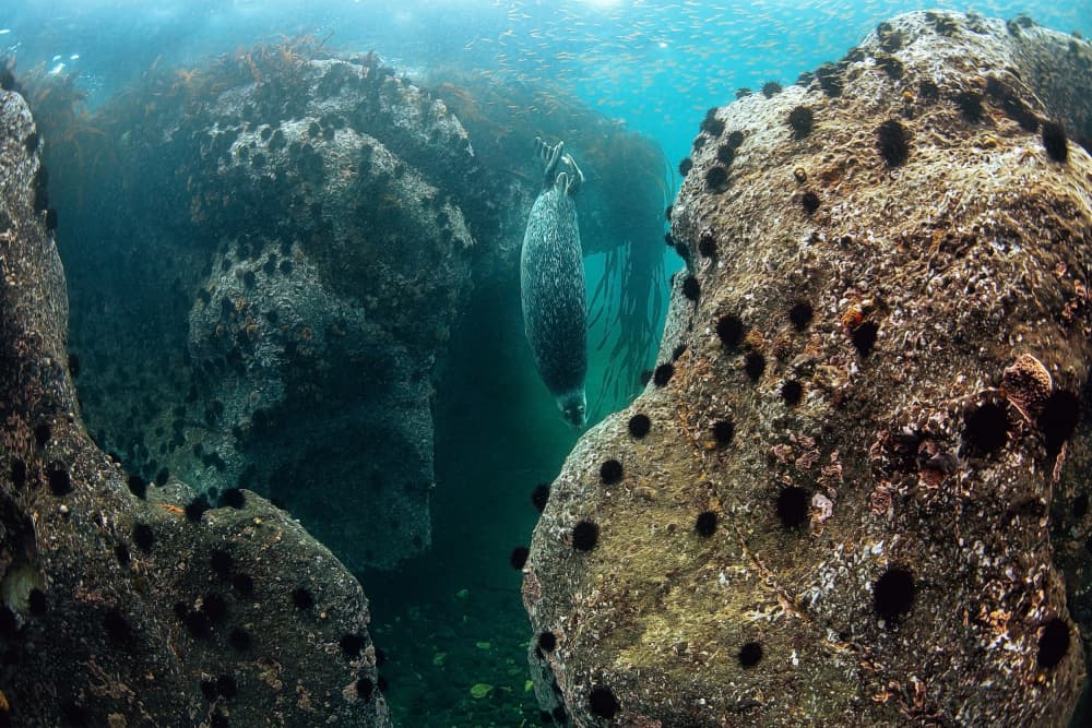 Curious Seal Underwater by Andrey Narchuk — canvas wall art
